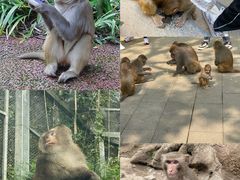 -黔灵山公园