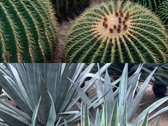 -深圳市中科院仙湖植物园