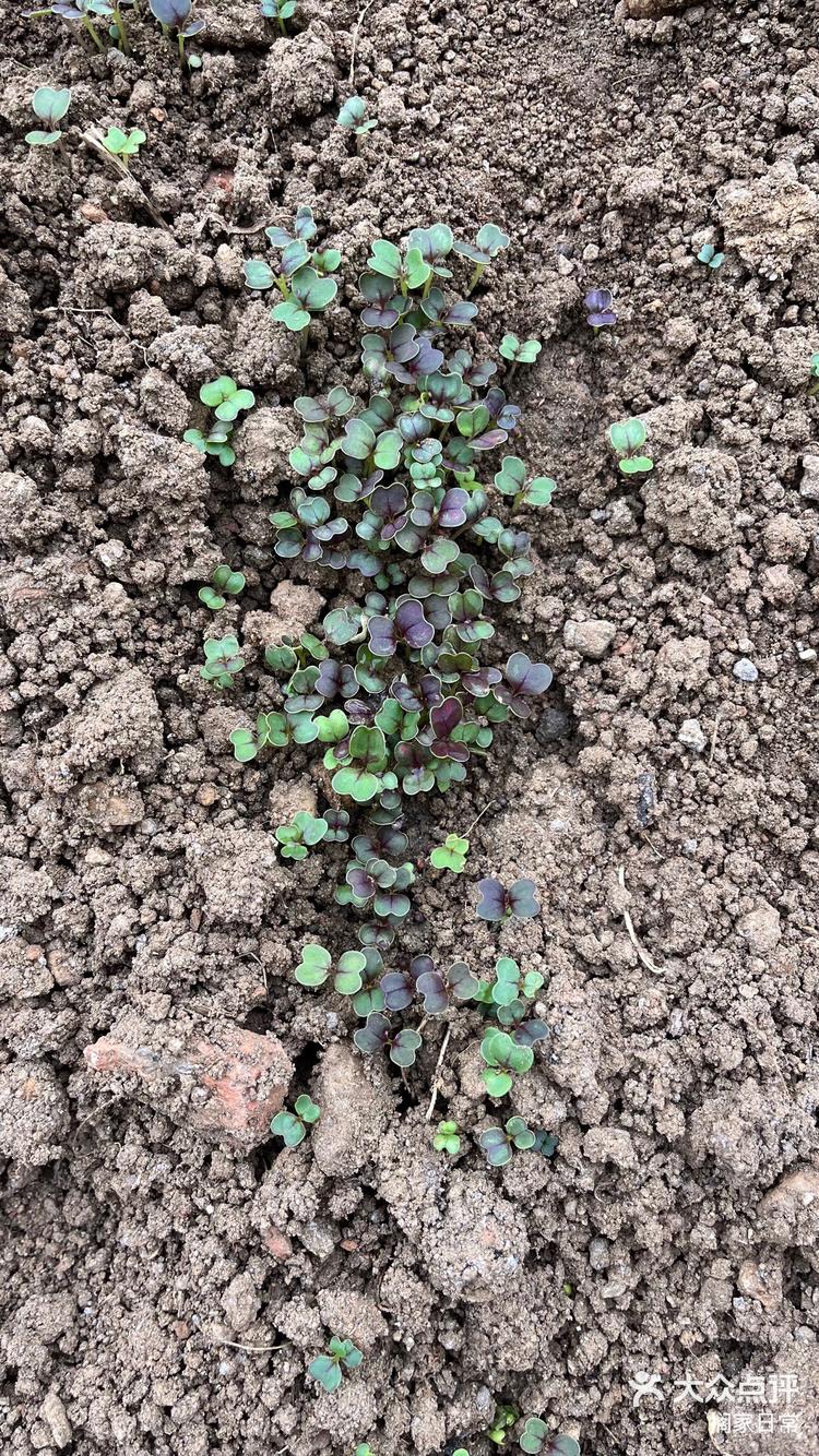 紫油菜的发芽率也太高了吧