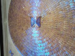 -上海昆虫博物馆