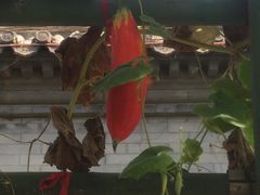 -万源龙顺度假庄园生态观光园