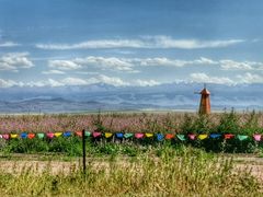 -马白开来特色羊排揪片子  (总店)