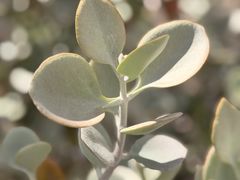 -墨尔本皇家植物园
