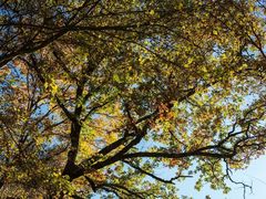 -叠溪松坪沟景区