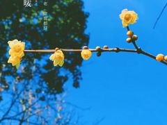 -杭州植物园