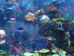 -迪拜帆船酒店海底餐厅