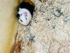 -上海大自然野生昆虫馆(东方明珠·爬宠昆虫探索中心)