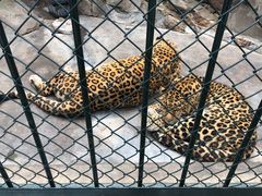 -大连森林动物园