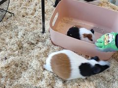 -怪兽屋·羊驼·猫咖·狗咖(俊华广场店)