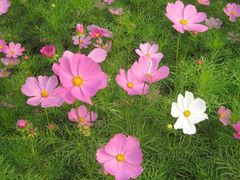 IMG_4851-奥林匹克森林公园南门-停车场