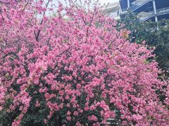 -武汉大学人民医院(首义院区)