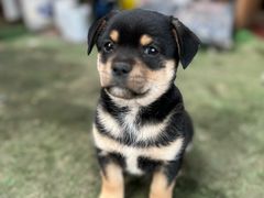 -龙大花卉苗木市场