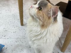 -喵园·猫主题咖啡厅·撸猫·猫咖(国贸店)