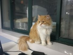 -喵的天空名猫咖啡馆·撸猫·猫舍·用品