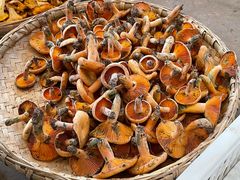 -云南木水花野生菌交易中心