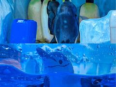 -海合安成都极地海洋公园