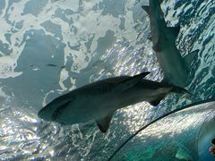 -瑞普利水族馆
