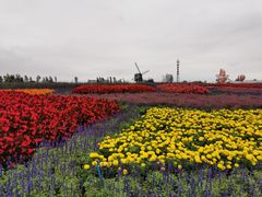 -荷兰花海