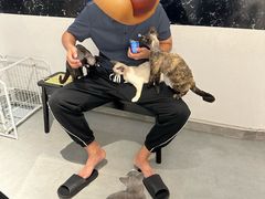 -琪喵猫屋·撸猫猫咖·猫舍