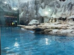 -帝企鹅自助餐厅•儿童岛•真企鹅(长隆企鹅酒店)