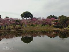 -无锡梅园公园