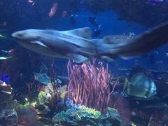 -迪拜帆船酒店海底餐厅