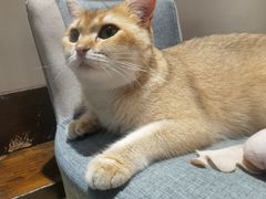 -逗柴咖啡屋·狗咖猫咖宠物桌游