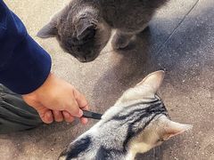 -飞行喵MR PILOT|猫舍·猫咖(静安大融城店)