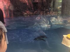 -帝企鹅自助餐厅•儿童岛•真企鹅(长隆企鹅酒店)