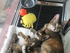 -瑞鹏宠物医院·夜间急症·心超·猫科(祖庙分店)