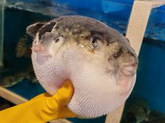 -天正河鲀·河豚亭(大连店)