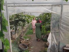 -马陆小张葡萄园农家乐