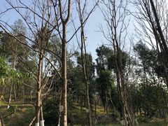 -中山市树木园