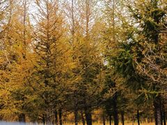 -塞罕坝国家级自然保护区