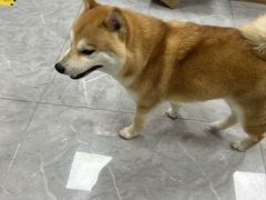 -安安宠医·臻爱宠物医院·宠保定点(营门口路分院)