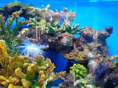 -御唐府海珊瑚主题餐厅