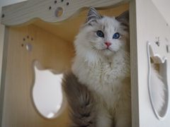 -Bastet sally猫舍购宠(静安店)