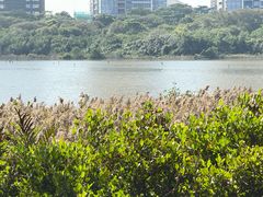 -华侨城湿地公园