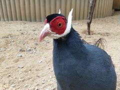 -石家庄市动物园