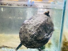 -四海蒸鲜蒸汽海鲜自助(北戴河店)