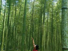 -黄海国家森林公园