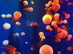 -成都浩海立方海洋公园