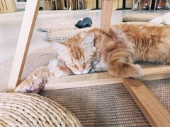 -Heymao猫咖.咖啡厅(东门店)