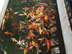 -龙悦湾酒家·八阵鱼生·渔人码头店