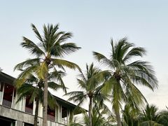 -日落吧·海景咖啡厅·餐酒吧·鸡尾酒·下午茶·乐队表演·浪漫夕阳·三亚文华东方酒店