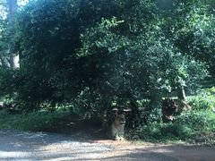 -海南热带野生动植物园