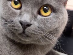 -瑞鹏宠物医院·普外科·影像科·皮肤科(城市山谷分院)