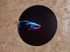 -醉东Oriental House(静安嘉里中心店)