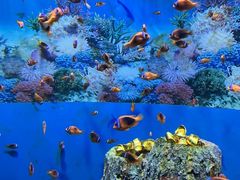 -海合安成都极地海洋公园