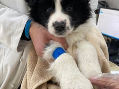 -宠颐生嘉德动物医院